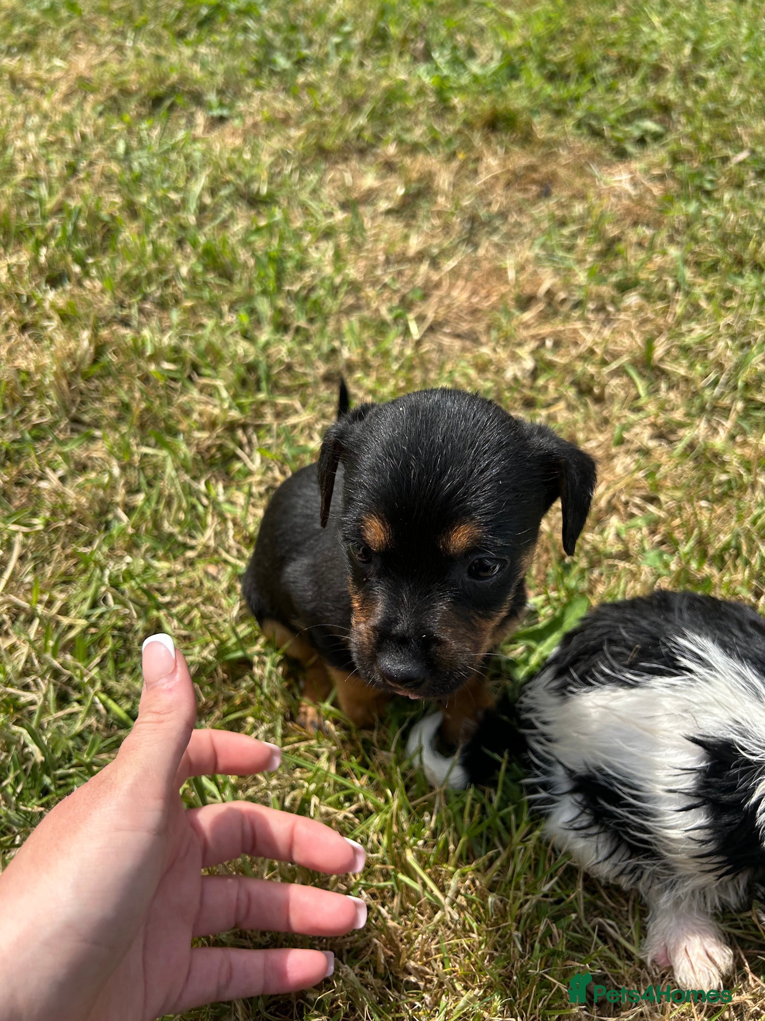 Mixed Breed dogs for sale: Jack Russell/Lakeland terrier puppies - Advert 5