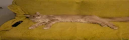 Maine Coon cats for sale: Male Maine coone  in Woodhall Spa - Advert 5