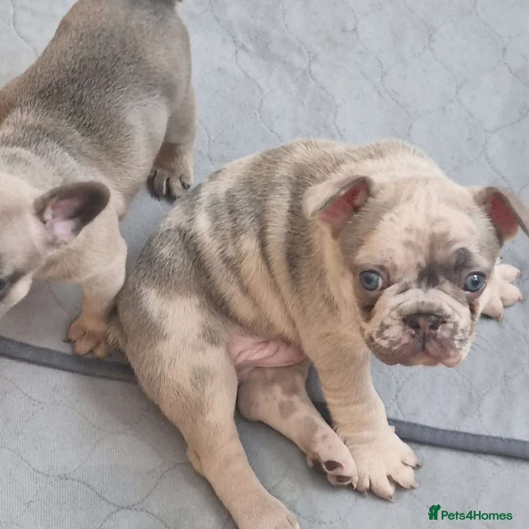 French Bulldog dogs for stud: VEGAS- new shade Isabella & tan Merle  in Southampton - Advert 31