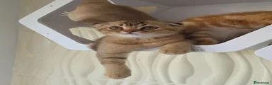 Scottish Fold 