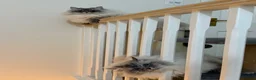 Siberian cats for sale: Siberian Neva Masquerade x2 - Advert 4