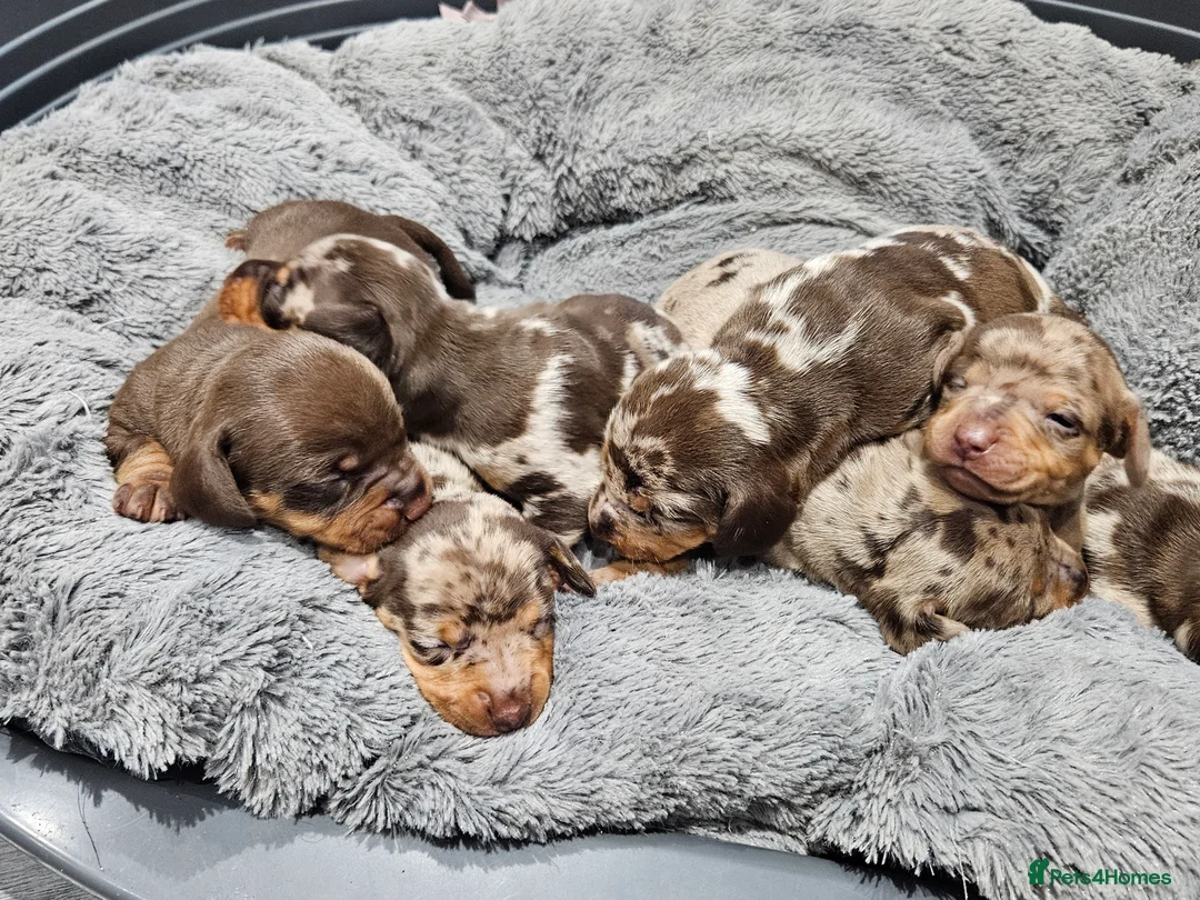 Dachshund dogs for sale: Dachshunds7puppies,only one brown girl left - Advert 8