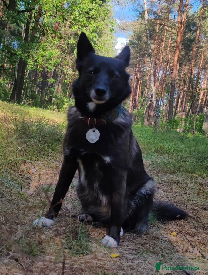 German Shepherd dogs WENDY – German Shepherd–Type (Female) - Advert 8