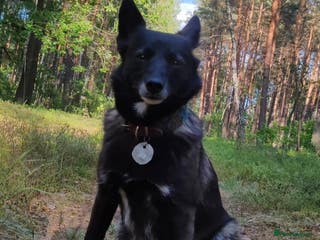 German Shepherd dogs WENDY – German Shepherd–Type (Female) - Advert 8