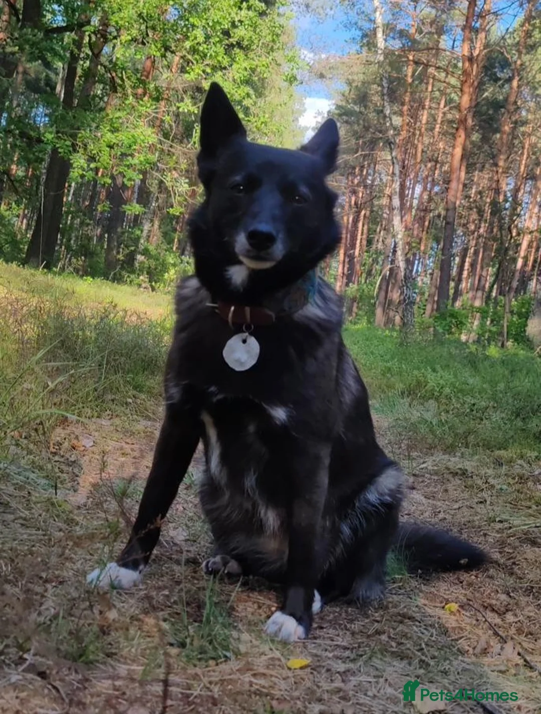 German Shepherd dogs for adoption: WENDY – German Shepherd–Type (Female) - Advert 1