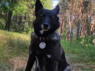 German Shepherd dogs WENDY – German Shepherd–Type (Female) - Advert 11