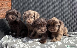Cockapoo dogs for sale: LOVELY LITTER MERLE COCKAPOOS  - Image 7