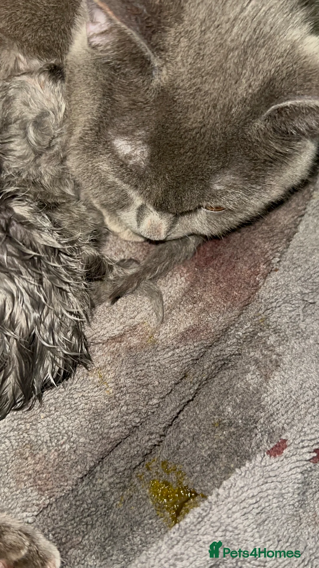British Shorthair cats for sale: Pure pedigree blue British shorthair  - Advert 11
