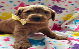 Labradoodle dogs for sale: Miniature Labradoodles  - Image 13