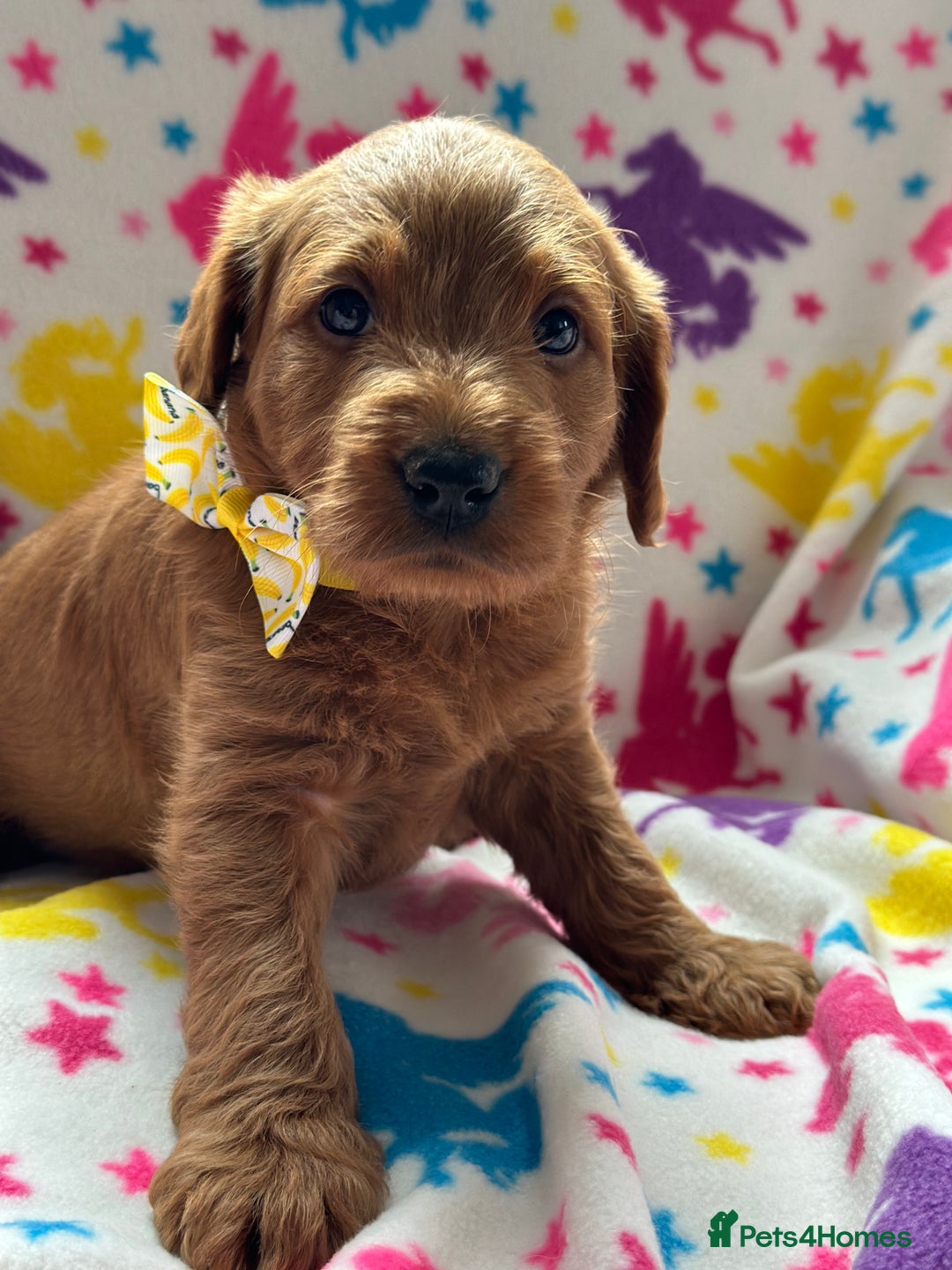 Labradoodle dogs for sale: Miniature Labradoodles  - Image 13