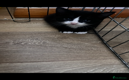British Shorthair cats for sale: Kitten - Image 3