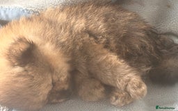 Pomeranian dogs for sale: Teddy bear pomeranians  - Image 9