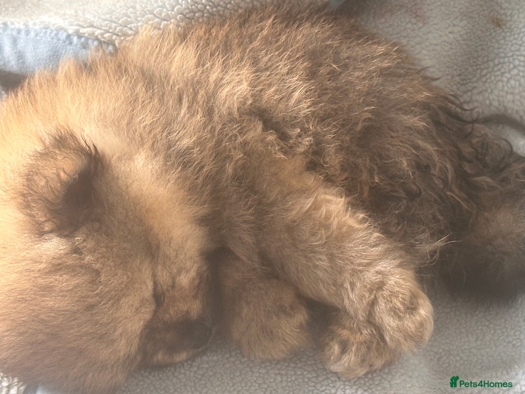 Pomeranian dogs for sale: Teddy bear pomeranians  - Image 9
