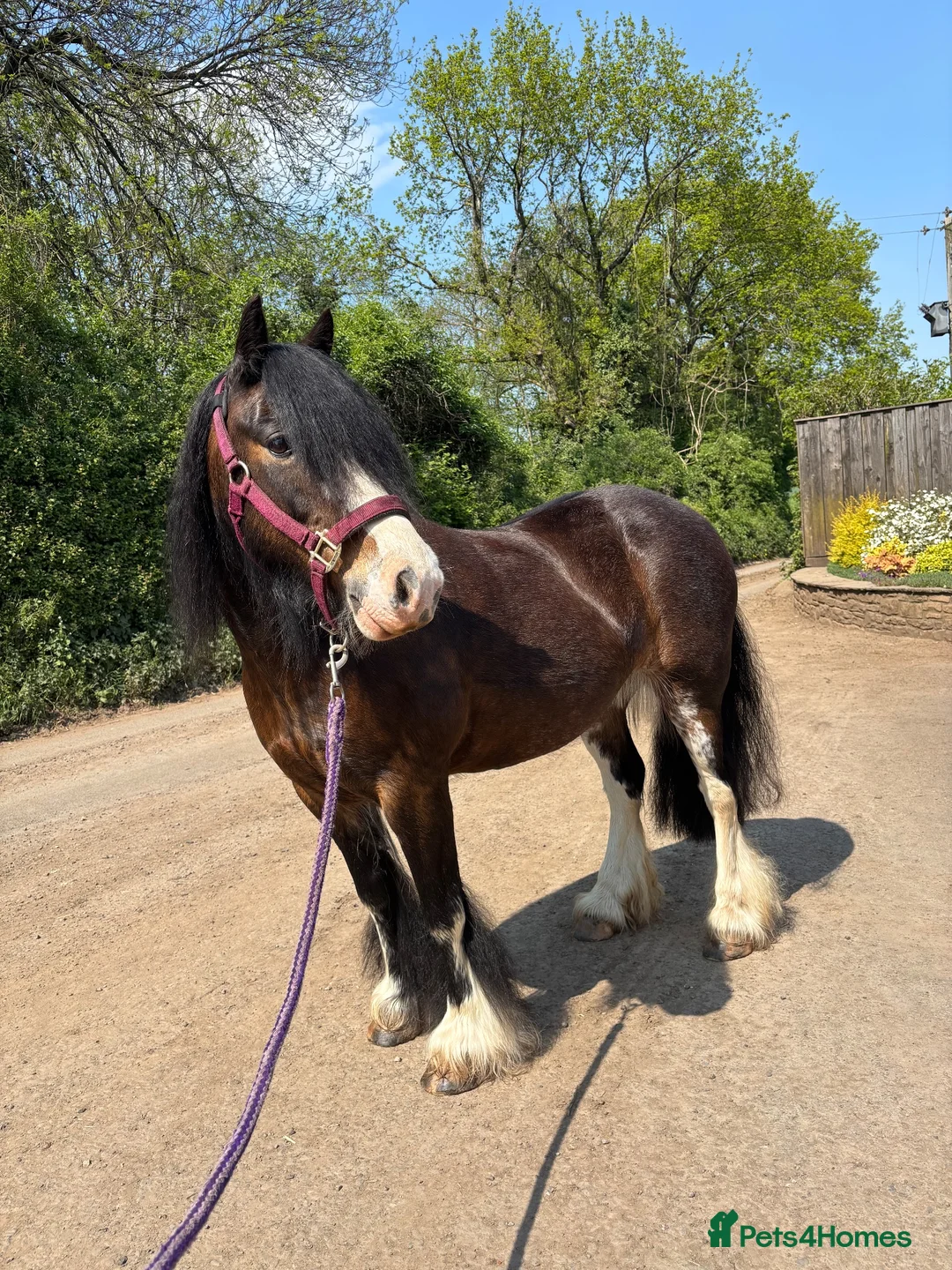Irish Cob horses for sale: Companion pony looking for home in Caldicot - Advert 1