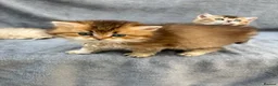 British Longhair cats for sale: Pedigree British longhair golden chocolate lilac - Advert 9