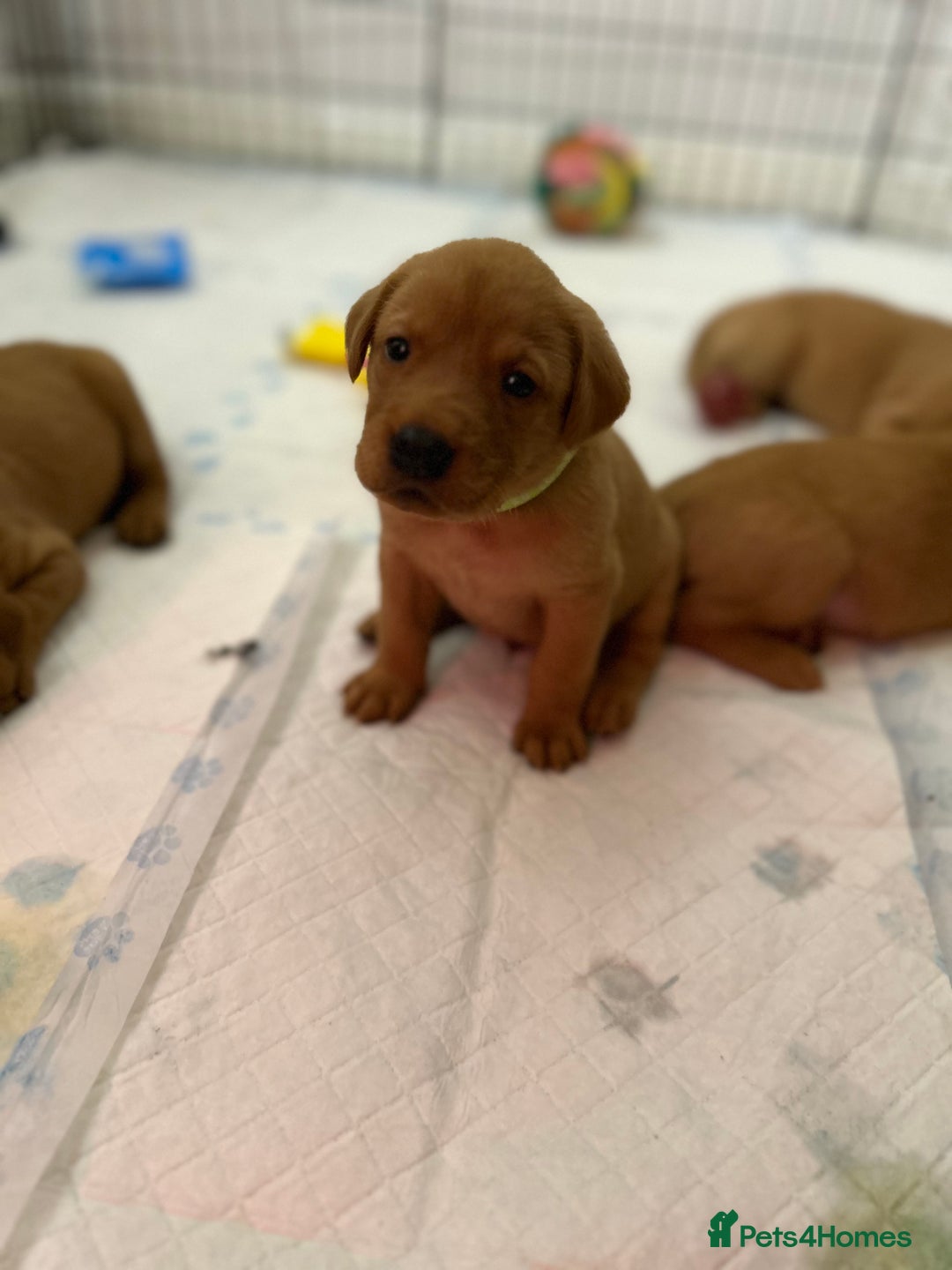 Labrador Retriever dogs for sale: Fox red labrador pups Glasgow  - Advert 4