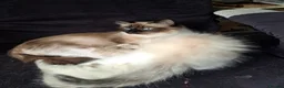 Mixed Breed cats for sale: Ragdoll/Maine coon mix kittens  - Advert 5