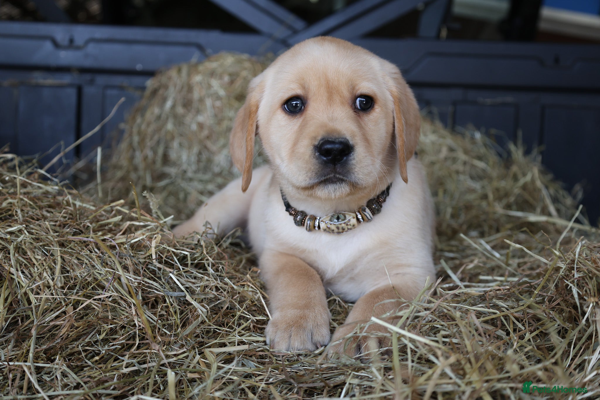 Labrador Retriever dogs KC LICENSED BREEDER - YELLOW LABRADORS - Advert 2