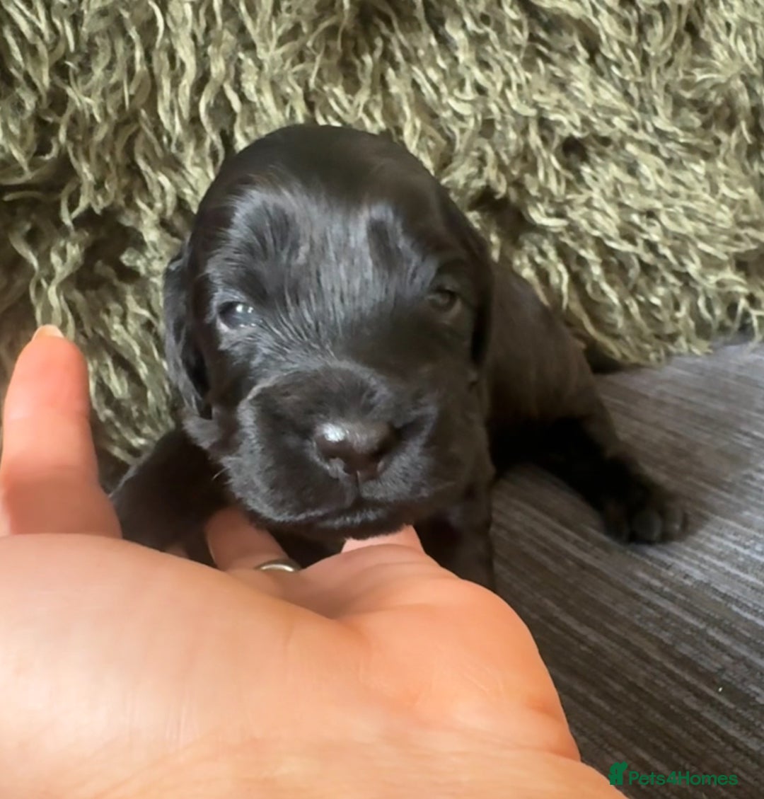 Cockapoo dogs for sale: Stunning Show Type F1 Cockapoo  - Image 6