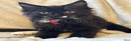 Ragcoon cats for sale: Only 2 beautiful boy Ragcoon's left  - Advert 15
