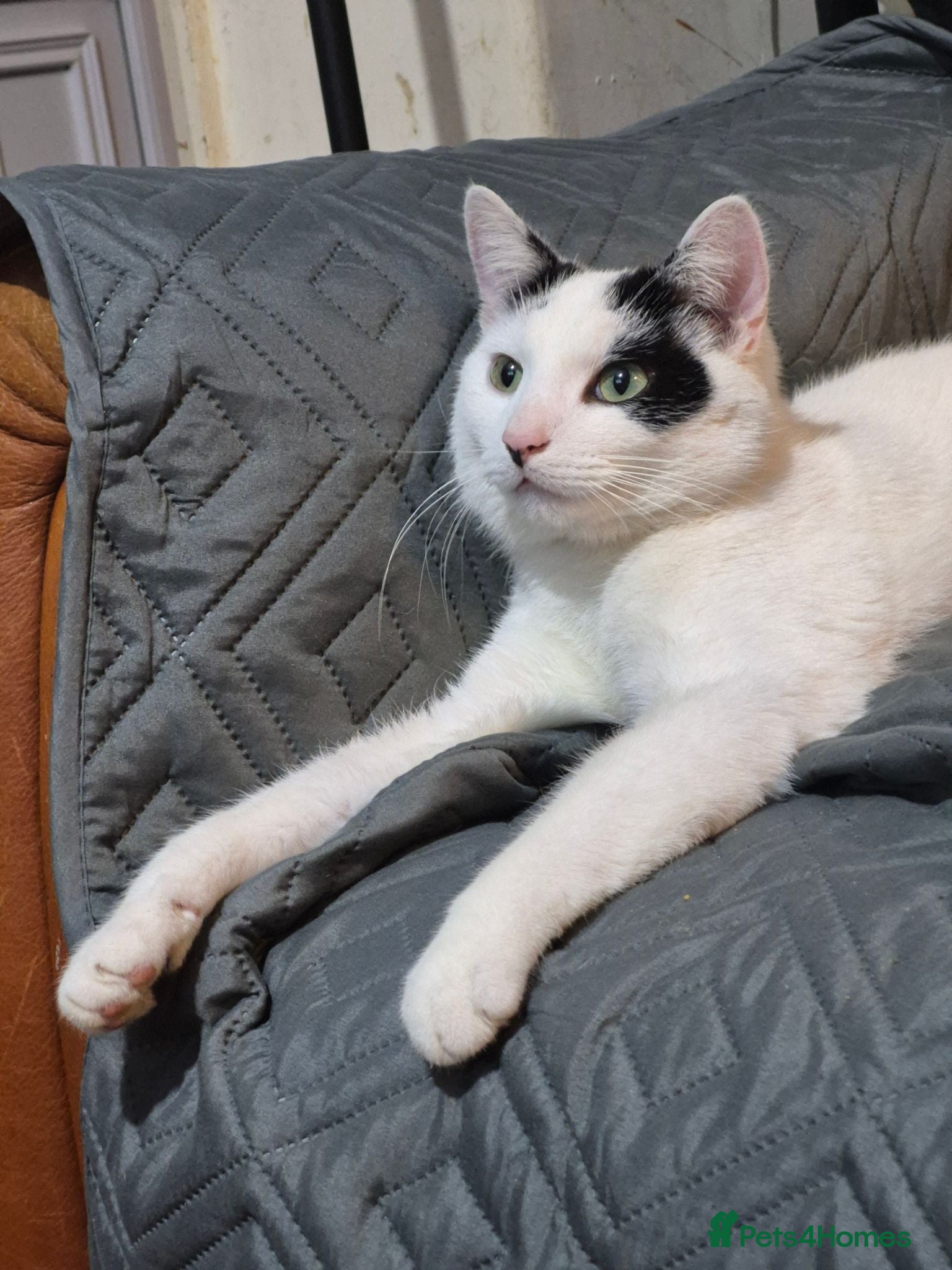Mixed Breed cats 2 loving cats urgently needing good home  - Advert 1
