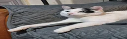 Mixed Breed cats for sale: 2 loving cats urgently needing good home  in Scarborough - Advert 1