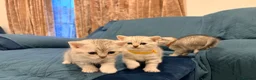 British Shorthair cats for sale: Stunning BSH Adorable kittens - Advert 13