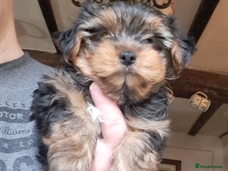 Yorkshire Terrier dogs Pedigree Yorkshire terrier puppy's - Advert 6