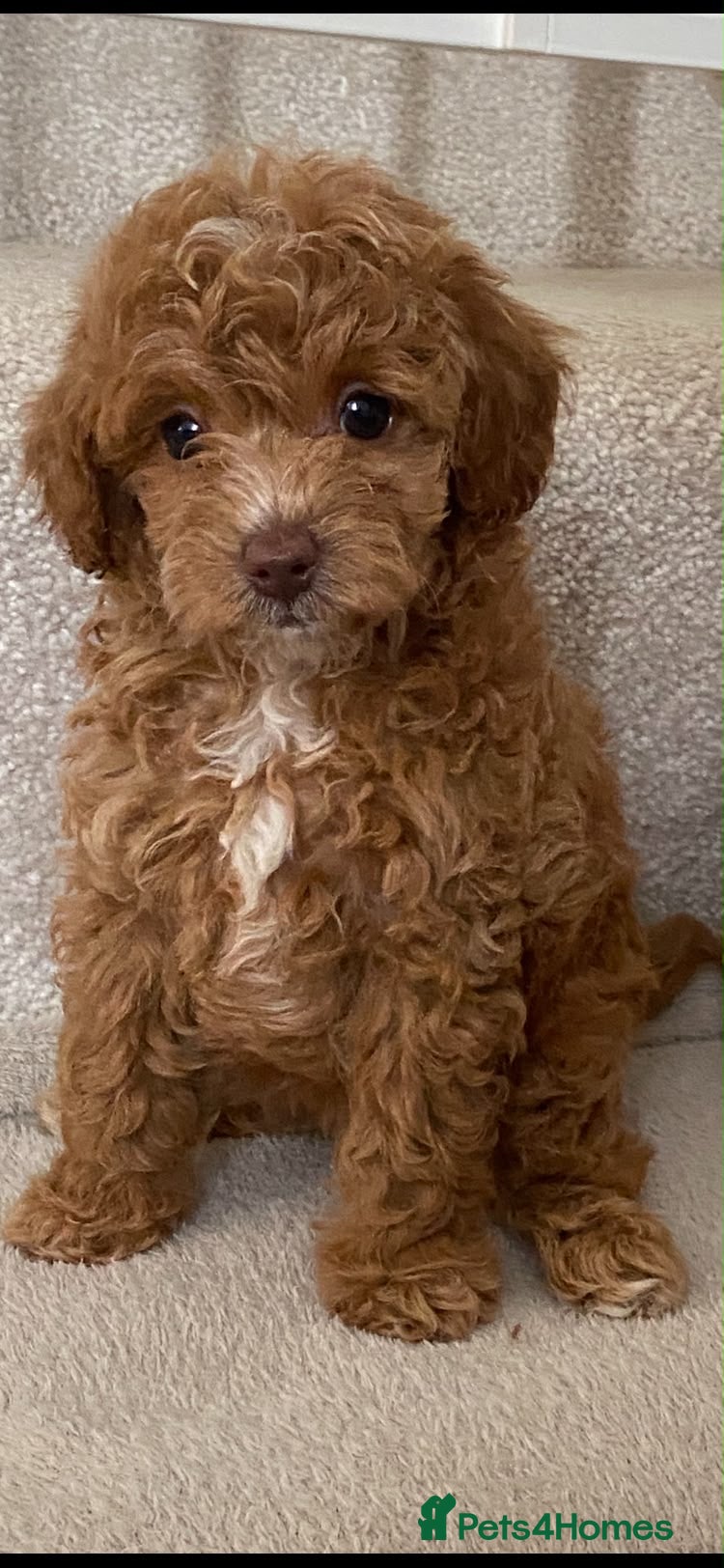Cavapoo dogs Beautiful litter,extensively health tested parents - Advert 2