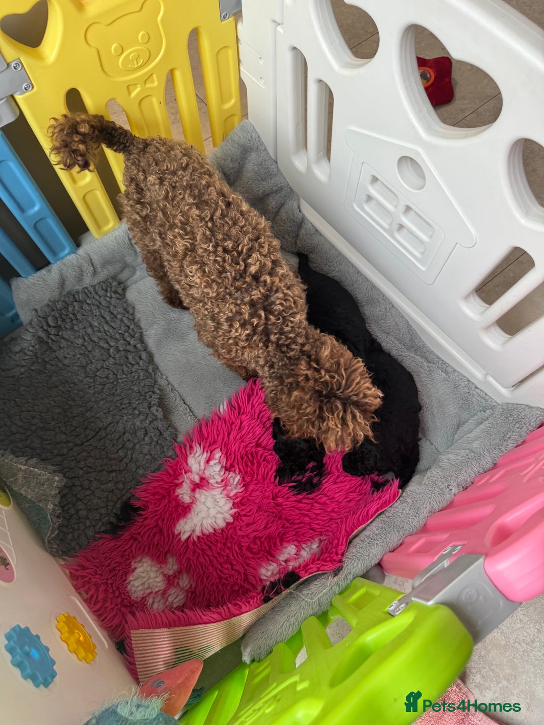 Miniature Poodle dogs for sale: DNA H/Tested Miniature poodle  - Image 21