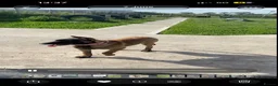 Belgian Shepherd Dog dogs for sale: Belgian Malinois pups  - Advert 21