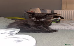 British Longhair cats for sale: Male long haired  - Image 1