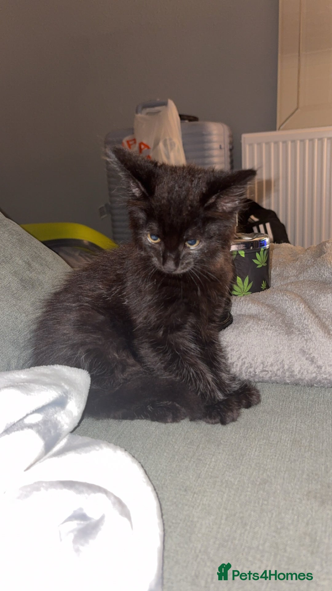 British Longhair cats for sale: Male long haired  - Image 1