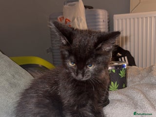 British Longhair cats - Advert 17