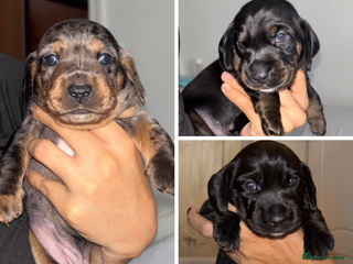 Mixed Breed dogs Miniature dachshunds puppies - Advert 14