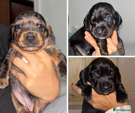 Mixed Breed dogs - Advert 1