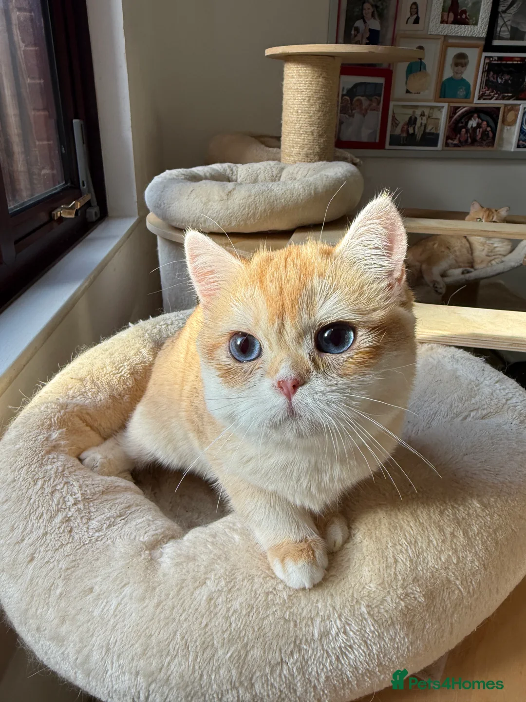 British Shorthair cats for sale: GCCF reg BSH and BLH Chocolate Golden Kittens - Advert 28