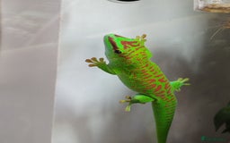 Gecko reptiles for sale: Madagaskar Day gecko, male - Image 3