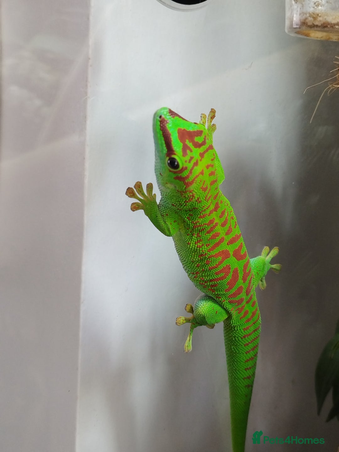 Gecko reptiles for sale: Madagaskar Day gecko, male - Image 3