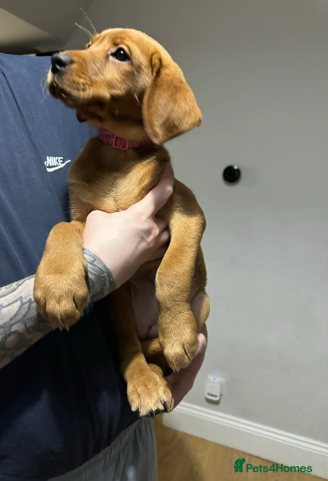 Labrador Retriever dogs for sale: Labrador Puppies (FOX RED) Last PUP Girl - Advert 4