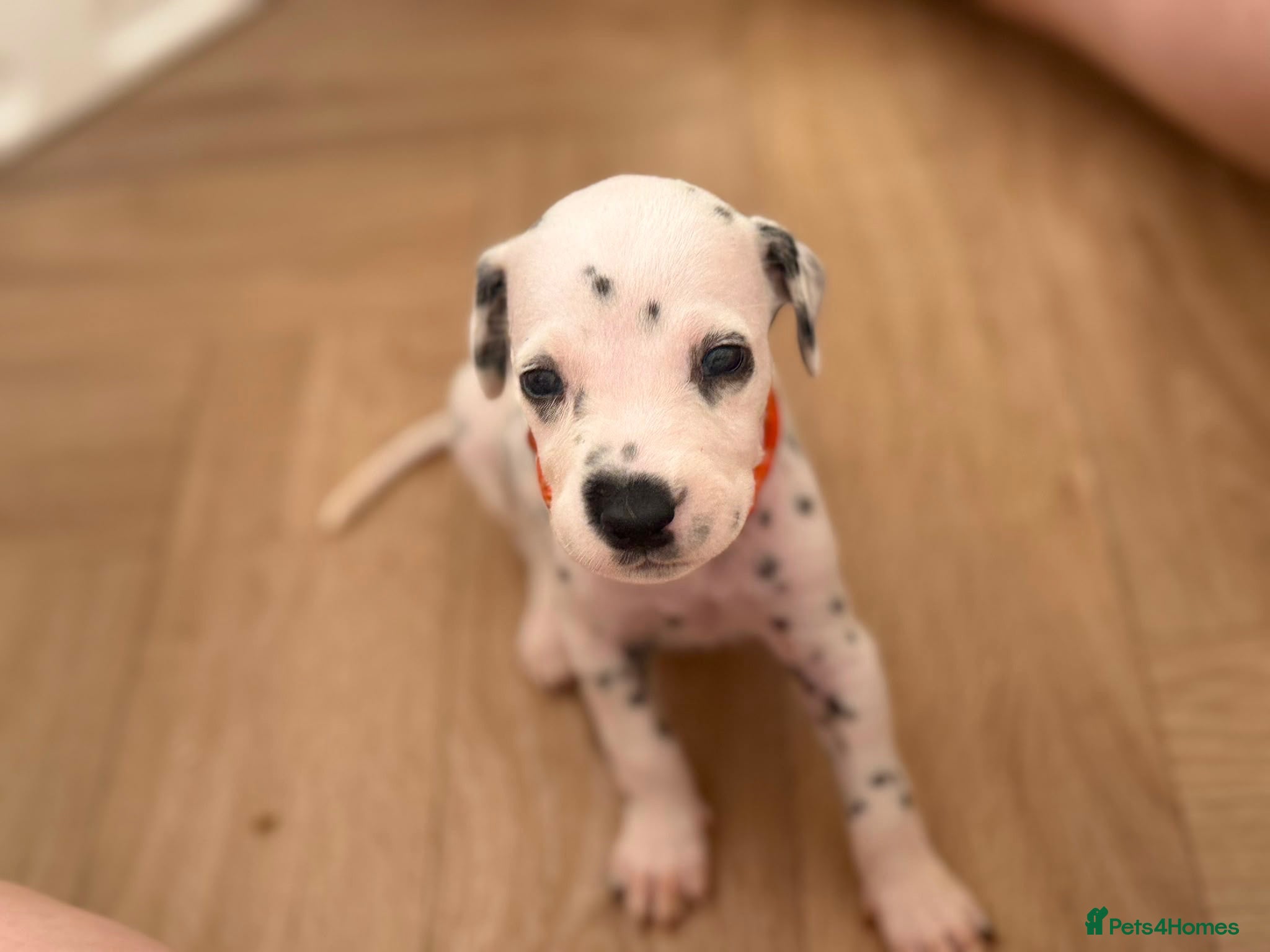 Dalmatian dogs Beautiful Dalmatian puppies - Advert 3