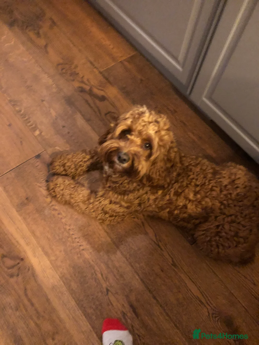 Cockapoo dogs for sale: 🐾 Loving Home Needed for Sweet Dog 🐾 - Advert 1