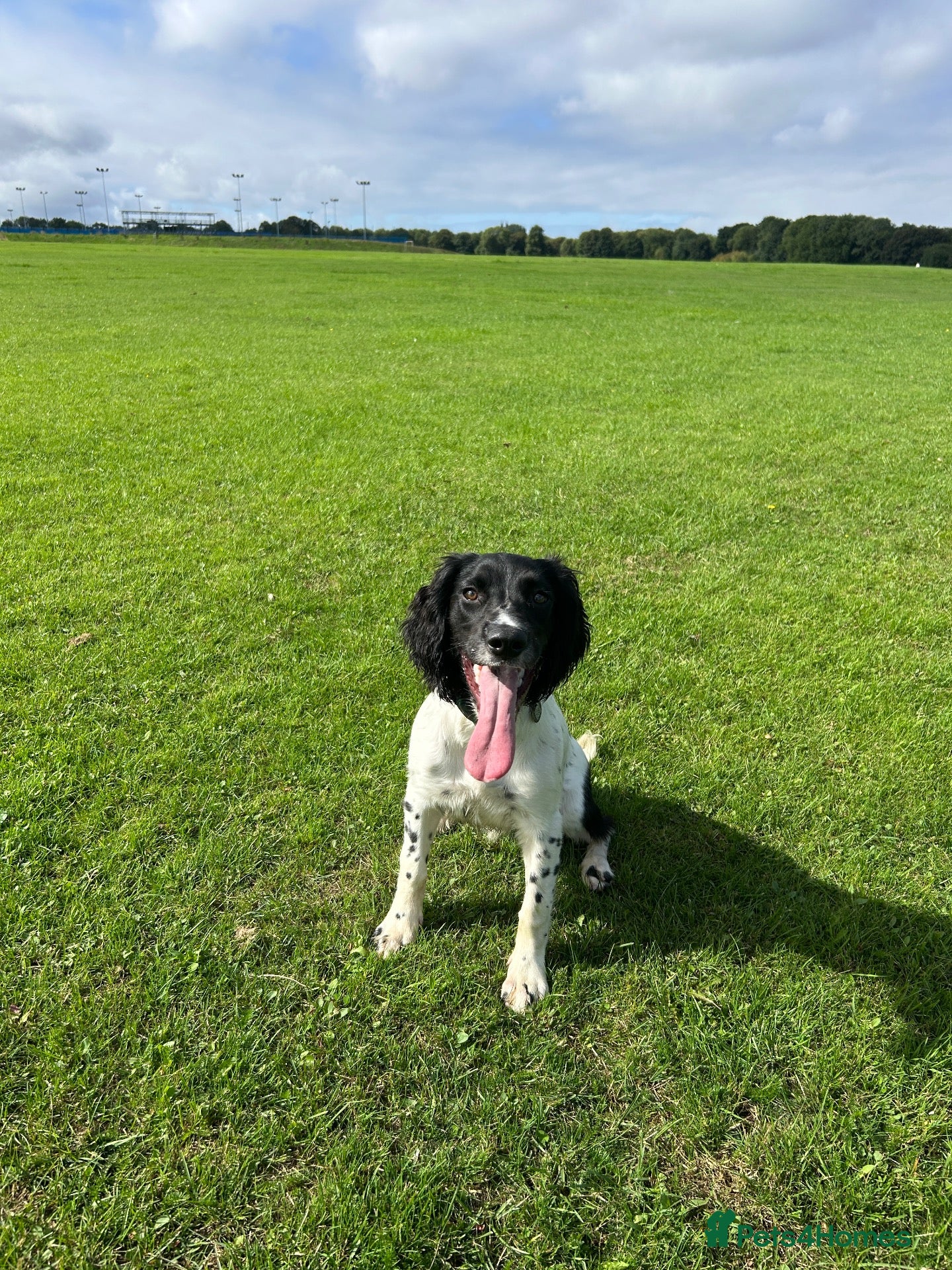 English Springer Spaniel dogs Female English Springer Spaniel  - Advert 4