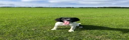 English Springer Spaniel dogs for sale: Female English Springer Spaniel  in Liverpool - Advert 1