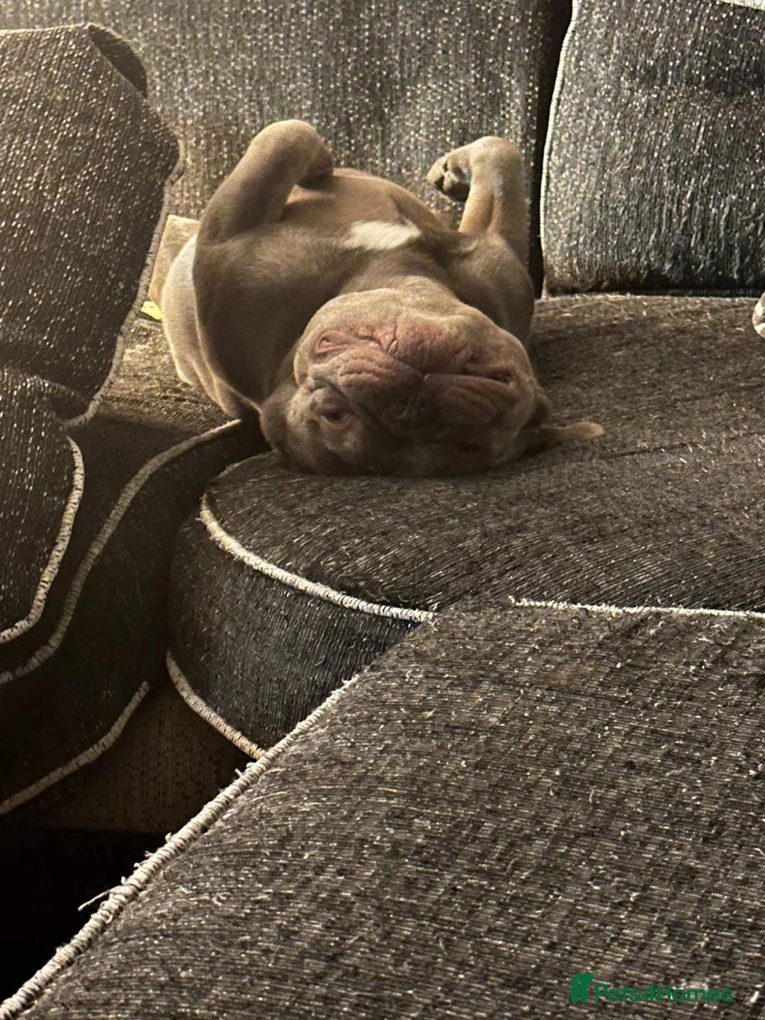 French Bulldog dogs for sale: Dusty  - Advert 2