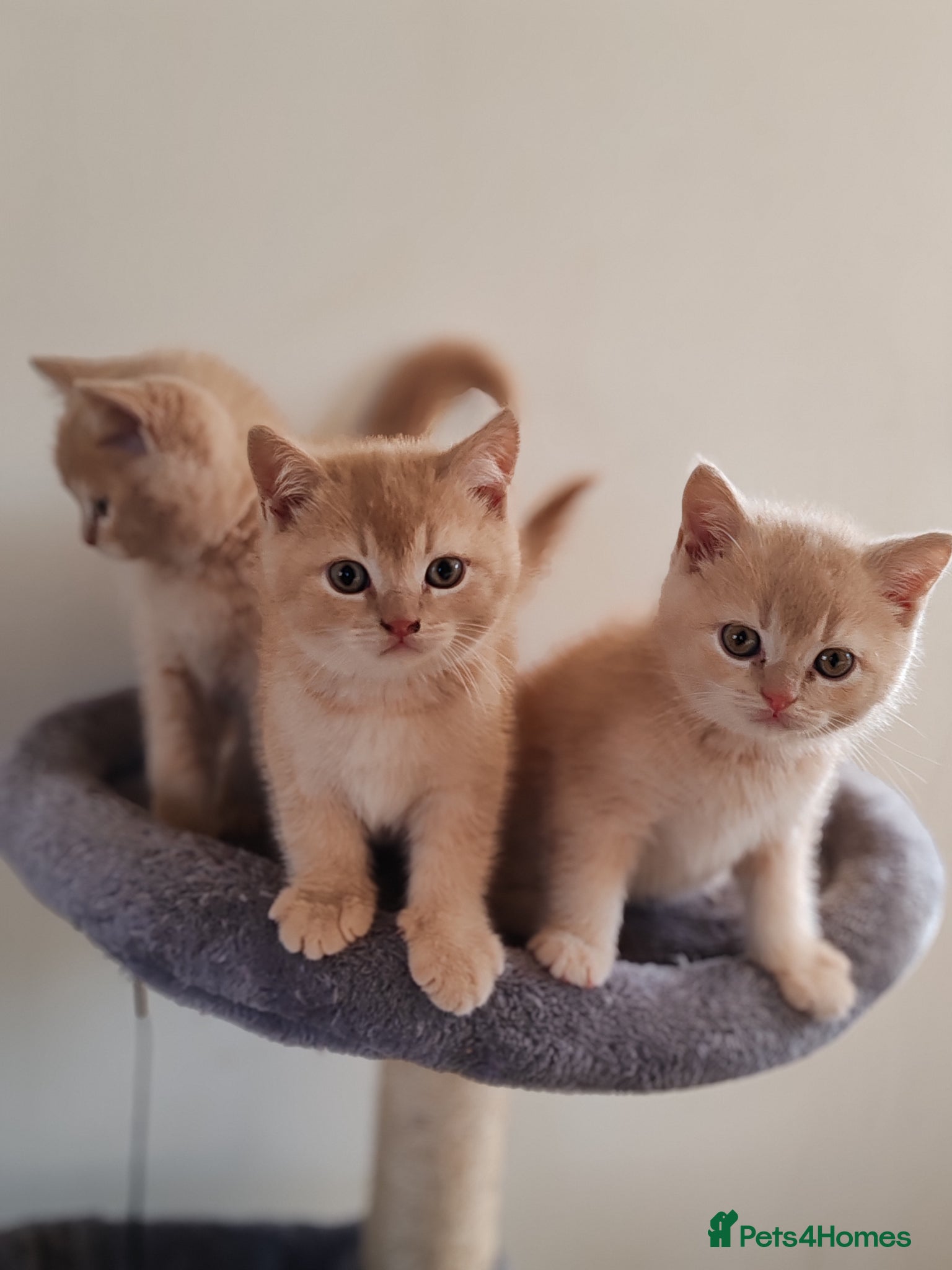 Scottish Fold cats for sale: Scottish fold x BSH kittens - Advert 1