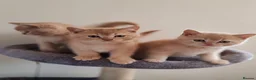 Scottish Fold cats for sale: Scottish fold x BSH kittens - Advert 1