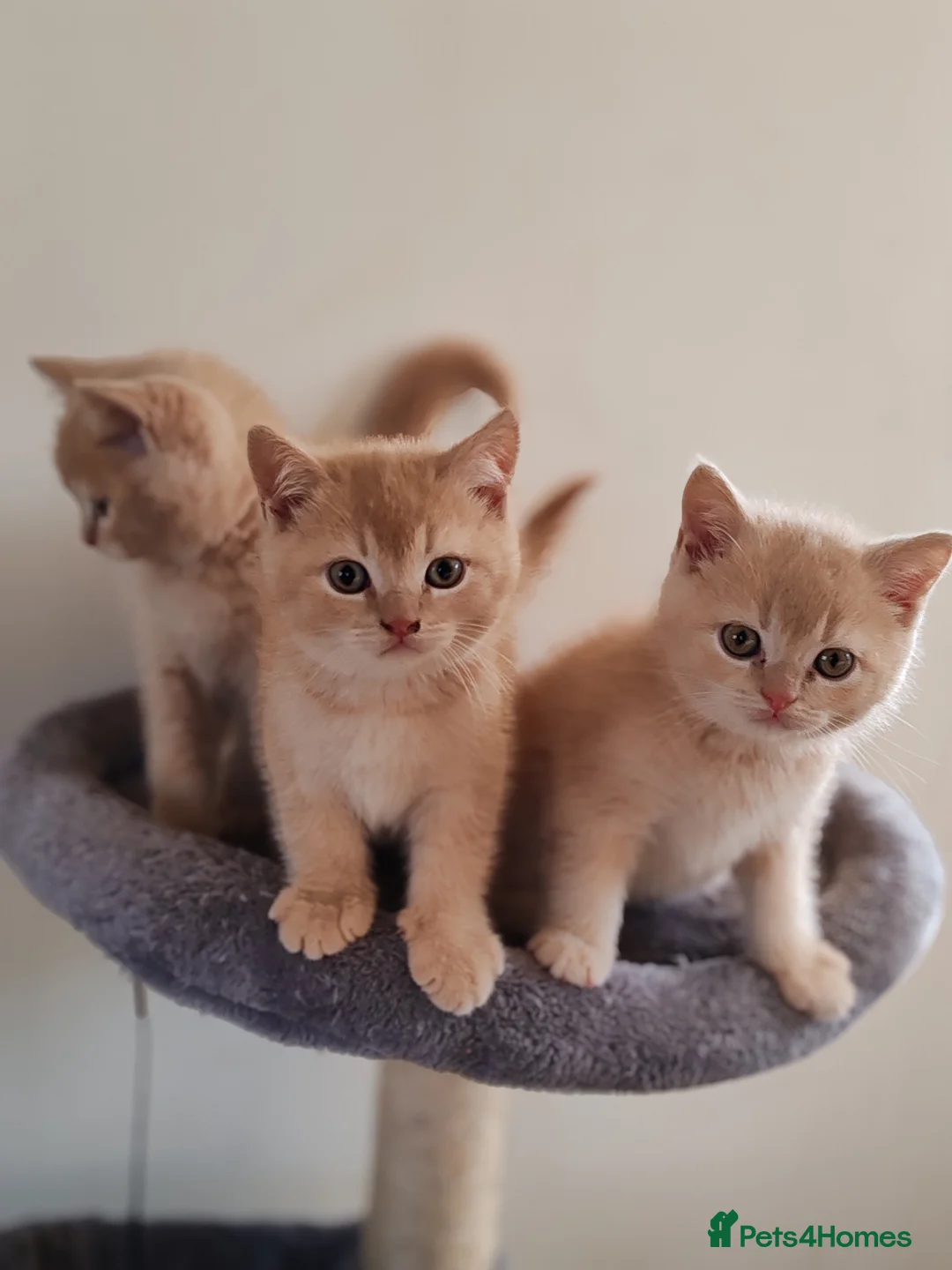 Scottish Fold cats for sale: Scottish fold x BSH kittens - Advert 1