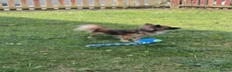 Pomchi dogs for sale: Pomchi for sale  - Advert 1