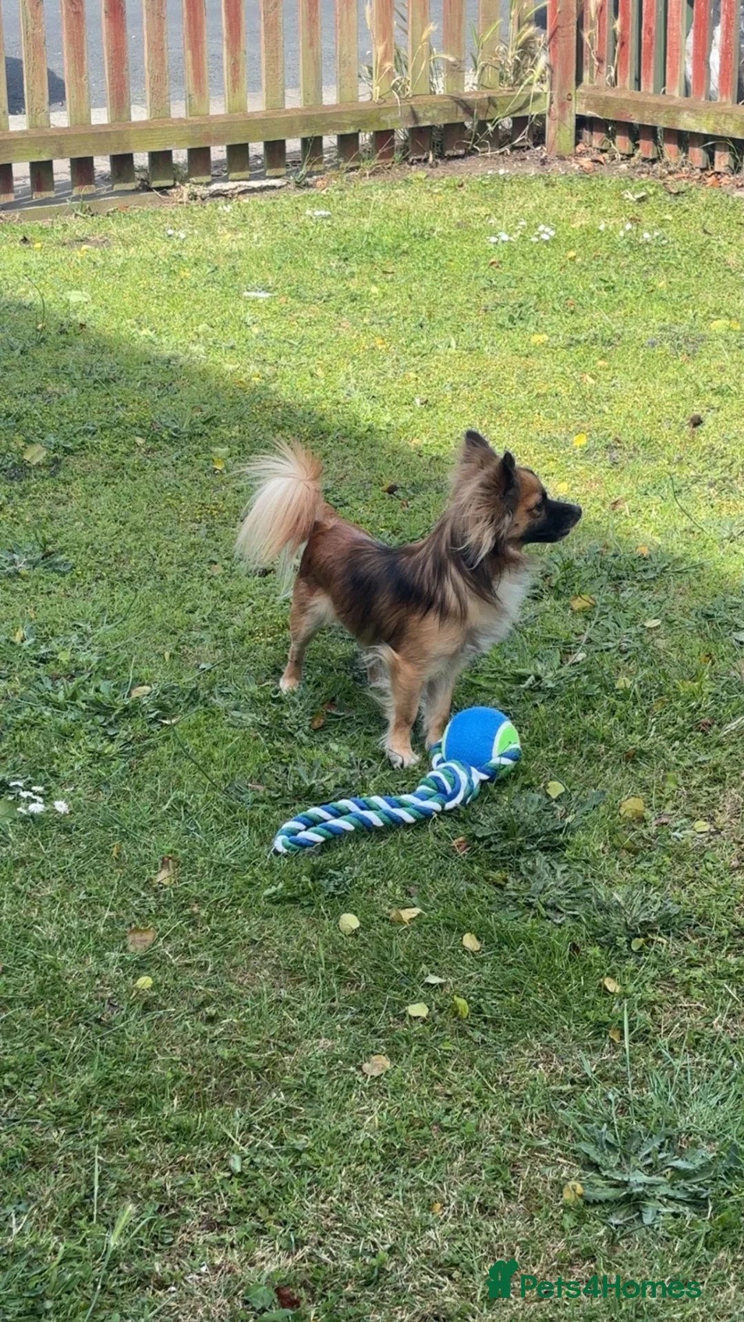 Pomchi dogs for sale: Pomchi for sale  - Advert 1